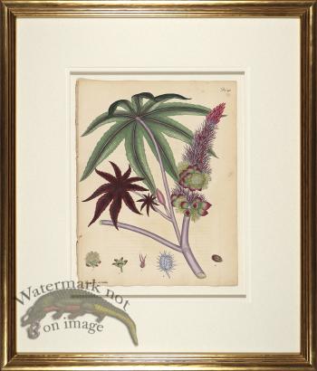 Andrews Botanicals in Gold Frame 05